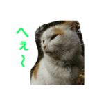 ライニャー（個別スタンプ：12）