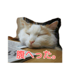 ライニャー（個別スタンプ：13）