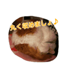 ライニャー（個別スタンプ：16）