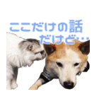 マリリン家の華麗なるネコ犬物語（個別スタンプ：12）