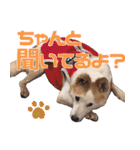 マリリン家の華麗なるネコ犬物語（個別スタンプ：34）