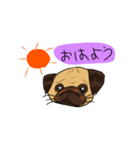 パグのあずきちゃん（個別スタンプ：16）