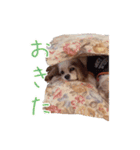 キャバリアスタンプ - ウィリーの生活（個別スタンプ：2）