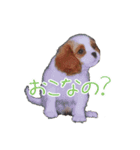キャバリアスタンプ - ウィリーの生活（個別スタンプ：3）