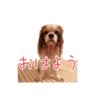 キャバリアスタンプ - ウィリーの生活（個別スタンプ：4）