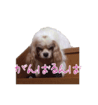 キャバリアスタンプ - ウィリーの生活（個別スタンプ：5）