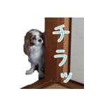 キャバリアスタンプ - ウィリーの生活（個別スタンプ：8）