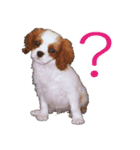 キャバリアスタンプ - ウィリーの生活（個別スタンプ：9）