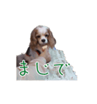 キャバリアスタンプ - ウィリーの生活（個別スタンプ：10）