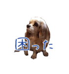 キャバリアスタンプ - ウィリーの生活（個別スタンプ：12）