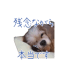 キャバリアスタンプ - ウィリーの生活（個別スタンプ：13）