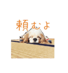 キャバリアスタンプ - ウィリーの生活（個別スタンプ：16）