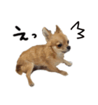 チワワのエブリデイ（個別スタンプ：13）