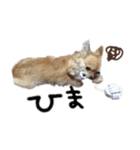 チワワのエブリデイ（個別スタンプ：25）