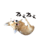 チワワのエブリデイ（個別スタンプ：26）