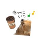 チワワのエブリデイ（個別スタンプ：30）
