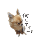 チワワのエブリデイ（個別スタンプ：33）