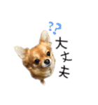 チワワのエブリデイ（個別スタンプ：34）