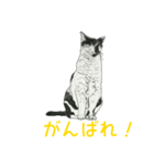 愛猫家のためのモノクロ猫たち（個別スタンプ：24）