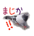 そこらへんにいる生き物たちスタンプ（個別スタンプ：3）
