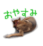 そこらへんにいる生き物たちスタンプ（個別スタンプ：4）