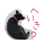 そこらへんにいる生き物たちスタンプ（個別スタンプ：5）