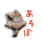 そこらへんにいる生き物たちスタンプ（個別スタンプ：8）