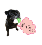 7 pugs and ete（個別スタンプ：2）