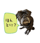 7 pugs and ete（個別スタンプ：5）