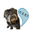 7 pugs and ete（個別スタンプ：6）
