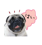 7 pugs and ete（個別スタンプ：7）
