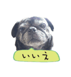 7 pugs and ete（個別スタンプ：8）