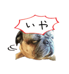 7 pugs and ete（個別スタンプ：9）