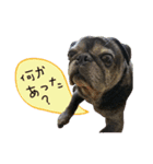 7 pugs and ete（個別スタンプ：10）