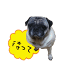 7 pugs and ete（個別スタンプ：11）