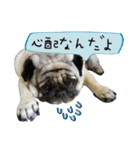 7 pugs and ete（個別スタンプ：12）
