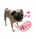 7 pugs and ete（個別スタンプ：20）