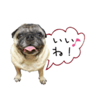 7 pugs and ete（個別スタンプ：21）