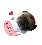 7 pugs and ete（個別スタンプ：24）