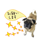7 pugs and ete（個別スタンプ：26）