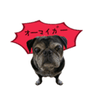 7 pugs and ete（個別スタンプ：28）