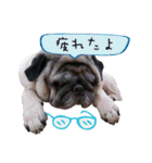 7 pugs and ete（個別スタンプ：30）