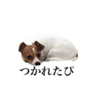 僕はまめたろう。（個別スタンプ：12）