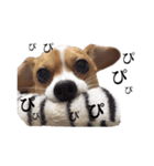 僕はまめたろう。（個別スタンプ：15）