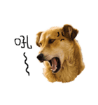 face and Animal（個別スタンプ：1）
