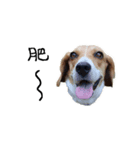 face and Animal（個別スタンプ：6）