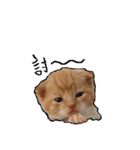 face and Animal（個別スタンプ：8）