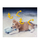 ラッキーのスタンプ（個別スタンプ：4）