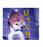 ラッキーのスタンプ（個別スタンプ：8）