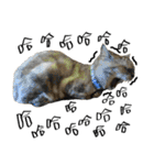 A cat from Saturn 4（個別スタンプ：5）